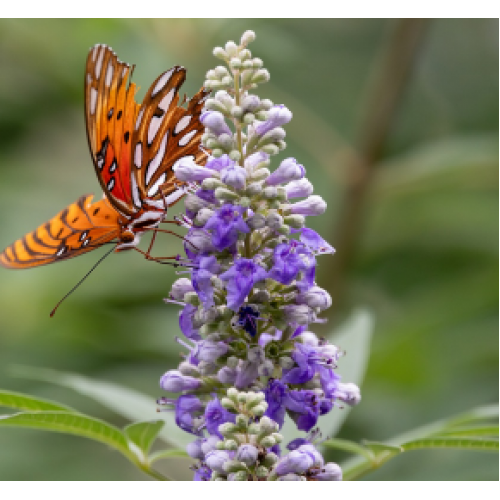 Lavender Flower Spikes Chaste Tree 1 Plants Vitex agnus-castus Fruiting Herb